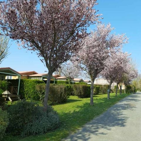 Flower Camping L'Abri-Côtier - Camping Charente-Maritime - Image N°5