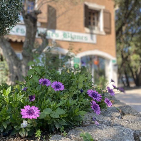 Camping Domaine des Chenes Blancs - Camping Vaucluse - Image N°3