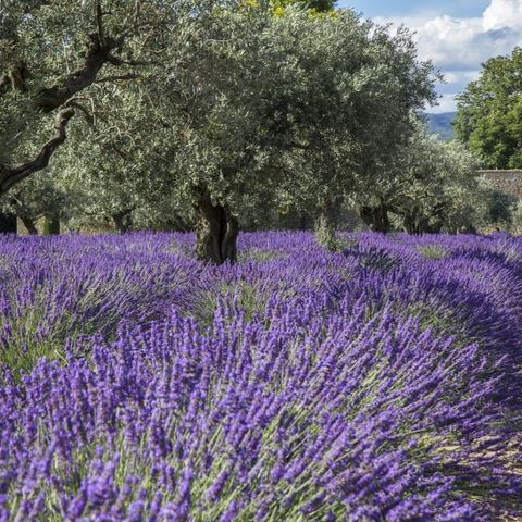 Camping Du Défends  - Camping Vaucluse - Image N°14