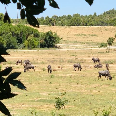 MOBILHOME 6 personas - LE PANORAMIQUE PRIVILEGE - Vista de la Reserva Africana