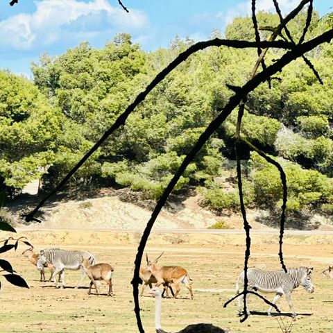 Accommodation 5 persons - LODGE PILOTIS PRIVILEGE - View of the African Reserve