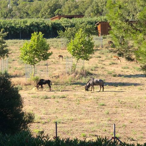 ALOJAMIENTO INUSUAL 2 personas - ROULOTTE INSOLITE Vista a la reserva - Sábanas, toallas y limpieza incluidas