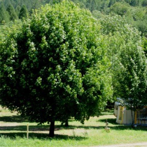 PIAZZOLA - Piazzola con elettricità
