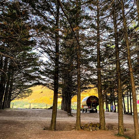 Pitch - Pitch + 1 tent or caravan