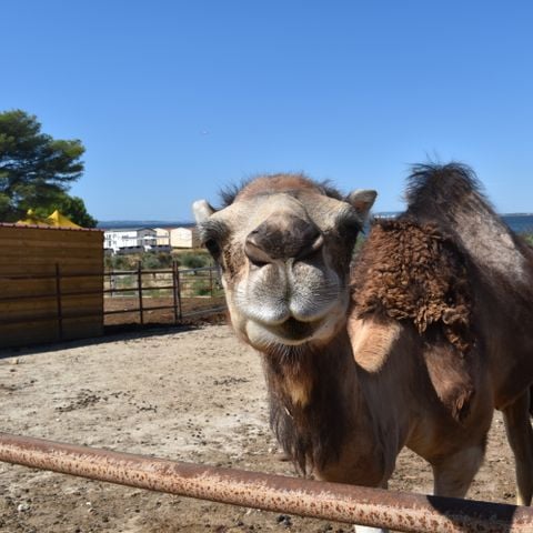 Camping Marina Plage - Camping Bouches-du-Rhône - Image N°5