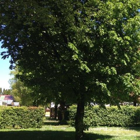 PIAZZOLA - Tipo: veicolo + tenda