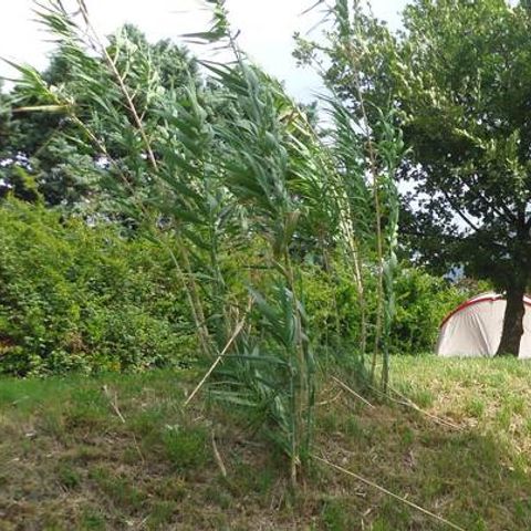 STAANPLAATS - Tent