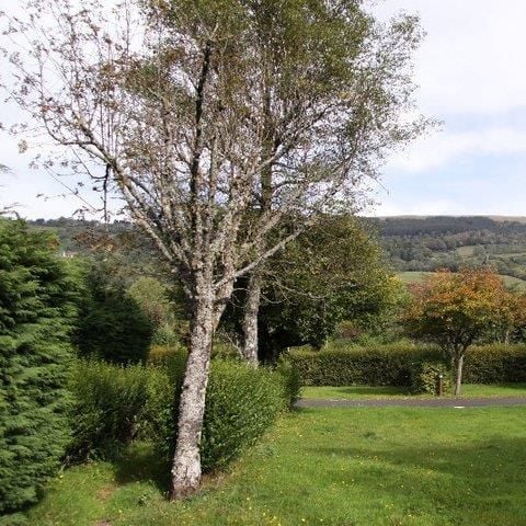 Stellplatz - Pauschale Confort (Stellplatz+80m² / 1 Auto / Strom 10A)