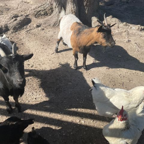 Camping Aqua 3 Masses - Camping Charente-Maritime - Image N°5