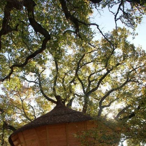 Accommodation 4 persons - Tree house 24m² 1 bedroom - with sanitary facilities