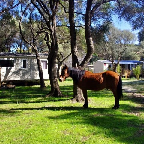 Mobile home 6 persons - 3-bedroom cottage