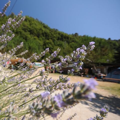STAANPLAATS - GEEL VOOR KLEINE EN MIDDELGROTE TENTEN