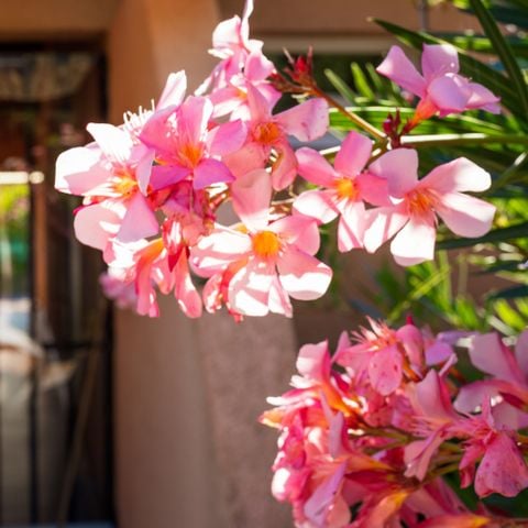 Stellplatz - Stellplatz ( Zelt, Wohnwagen oder Wohnmobil / 1 Auto)