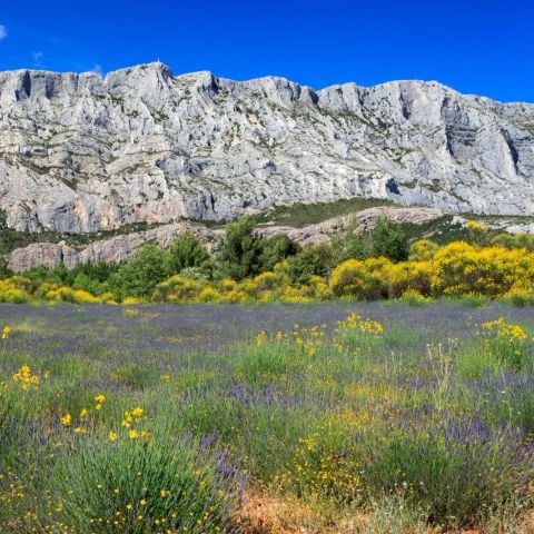Camping Sainte Victoire - Camping Bouches-du-Rhône - Image N°5