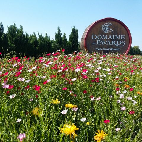 Camping Des Favards - Camping Vaucluse - Image N°6