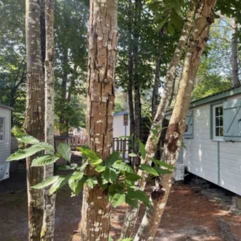 Mobile home 6 persons - SOUS LOC CONFORT 3 BDRMS