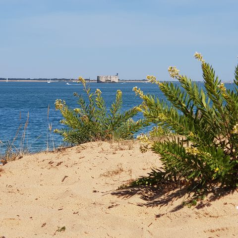 Camping Les Pins d'Oléron - Camping Paradis Camping Les Pins d'Oléron - Camping Paradis - Camping Charente-Maritime - Image N°21