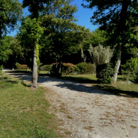 PIAZZOLA - Privilegio