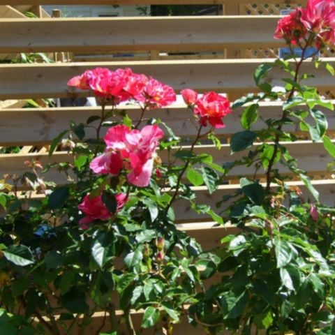 CHALET 4 personnes - Chalet Cannelle 2CH 4PERS