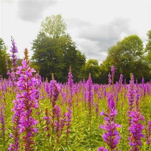 PLOT - Camping pitch without electricity for tents