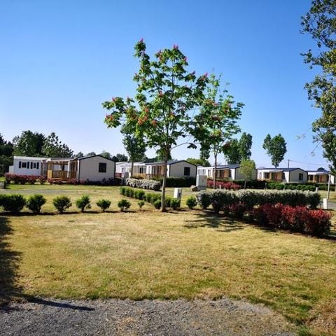 PIAZZOLA - Piazzola nuda con elettricità