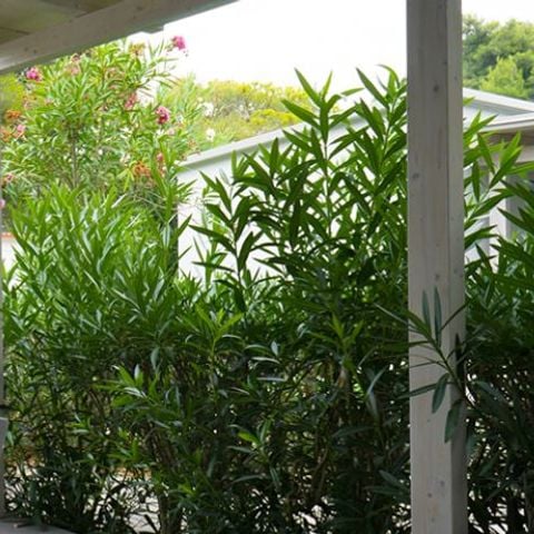 BUNGALOW 4 personnes - MH2 SUPÉRIEUR