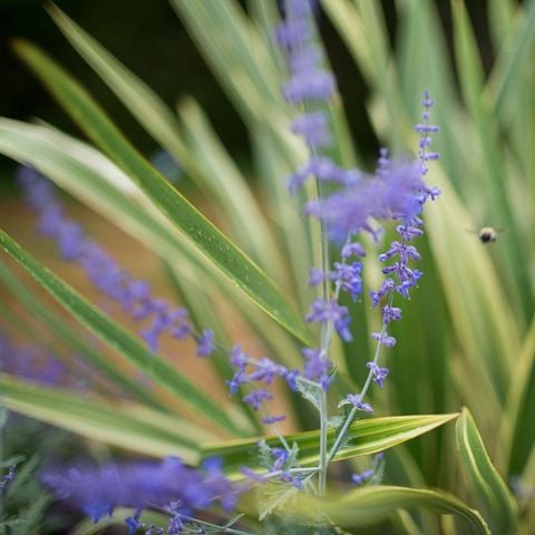 STAANPLAATS - Enkele standplaats > (Water / Geen elektriciteit)