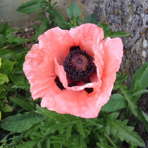 EMPLACEMENT - Emplacement Classique Camping Car > (Eau /Electricité incluse)