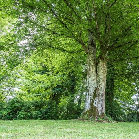 Camping du Buisson Camping du Buisson - Camping Haute-Marne - Image N°38