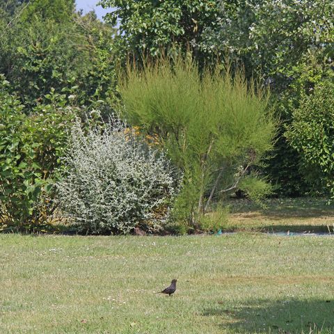 Kampeerplaats - Natuur zonder elektriciteit