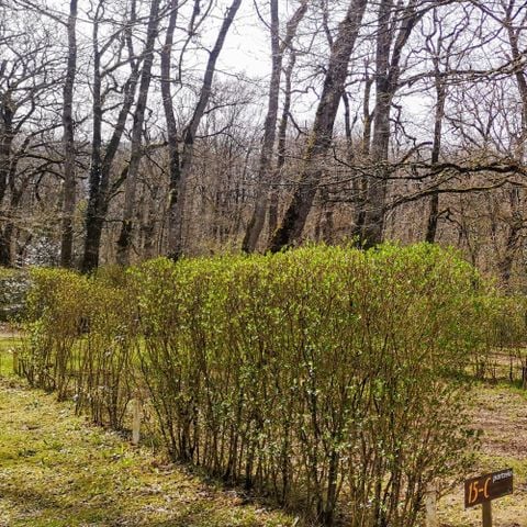 PIAZZOLA - Posizione Larri