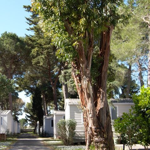 MOBILHOME 4 personas - SUNÊLIA CONFORT PINÈDE