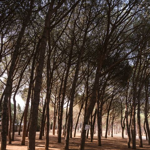 PIAZZOLA - Piazzola PLUS per camper (Tende non ammesse)
