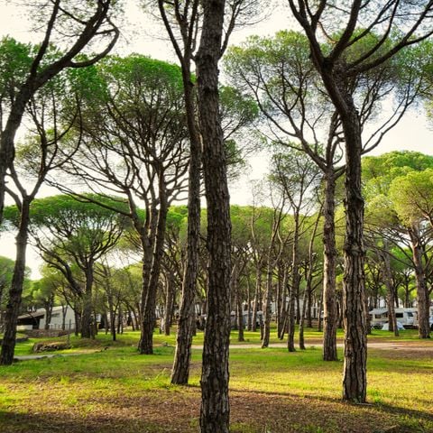 PARCELA - Parcela de camping