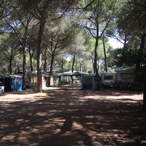 Kampeerplaats - Tent 2/3 plaatsen