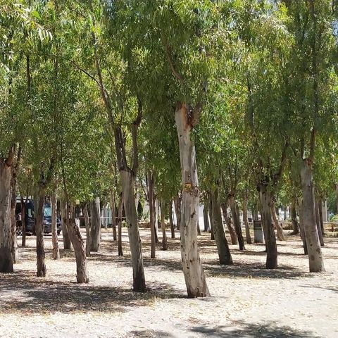 Camping Villaggio Marinello Camping Villaggio Marinello - Camping Messine - Image N°47