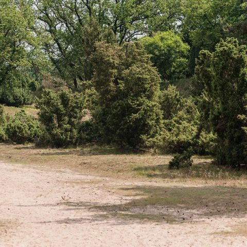 Camping Parc Witte Vennen Camping Parc Witte Vennen - Camping Venray - Image N°61
