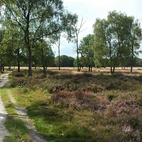 Camping Parc Witte Vennen Camping Parc Witte Vennen - Camping Venray - Image N°63