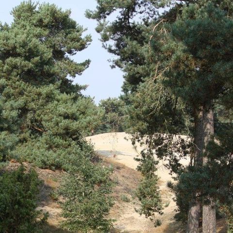 Camping Parc Witte Vennen Camping Parc Witte Vennen - Camping Venray - Image N°52