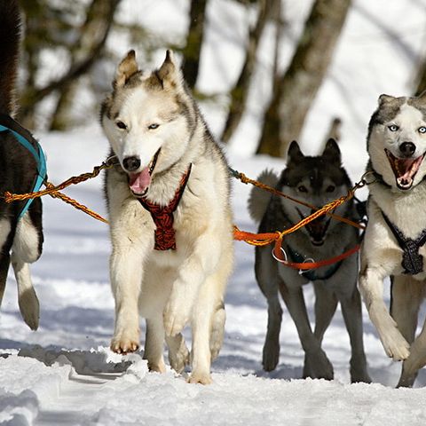 Résidence Privilège - Camping Hautes-Pyrénées - Image N°4