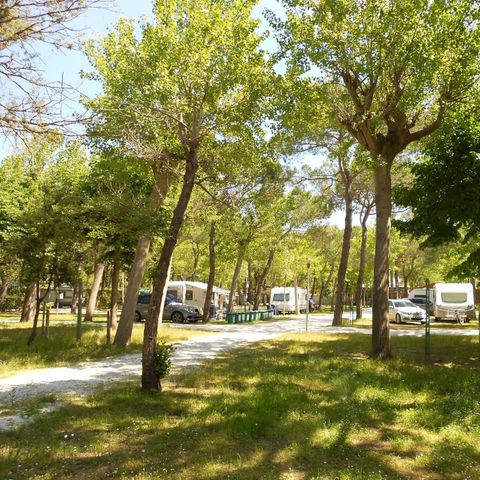 Kampeerplaats - Hond (Camper max 7mt)