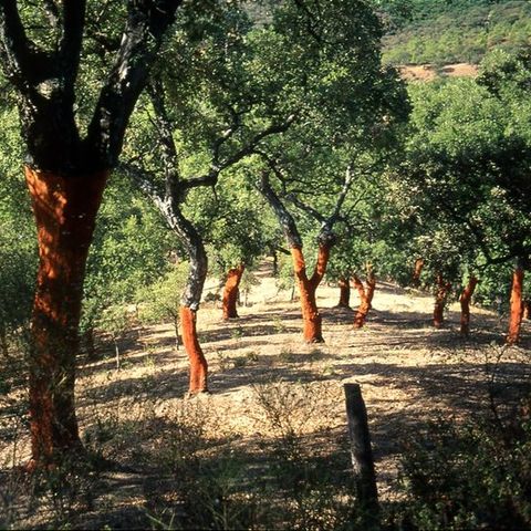 Camping Madronal Camping Madronal - Camping Huelva - Image N°17