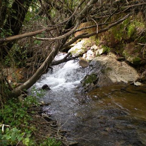 Camping Madronal Camping Madronal - Camping Huelva - Image N°13