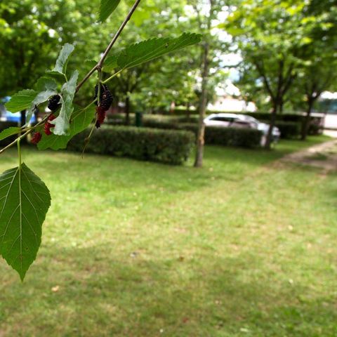 Stellplatz - Pitch A (nur Campervan) + 6 Amp. Strom + Wasseranschluss, 60m2