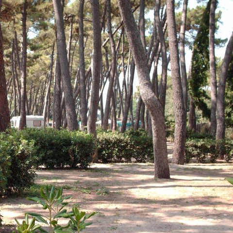 Kampeerplaats - Standaard pineta/quercia