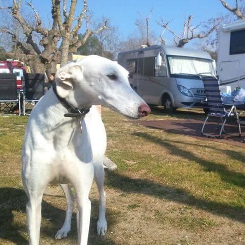 EMPLACEMENT - Large Caravan + car