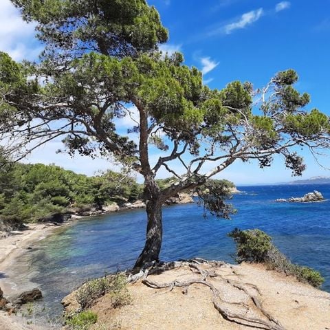 Club Belambra Presqu'ile de Giens - Riviera Beach - Camping Var - Afbeelding N°4
