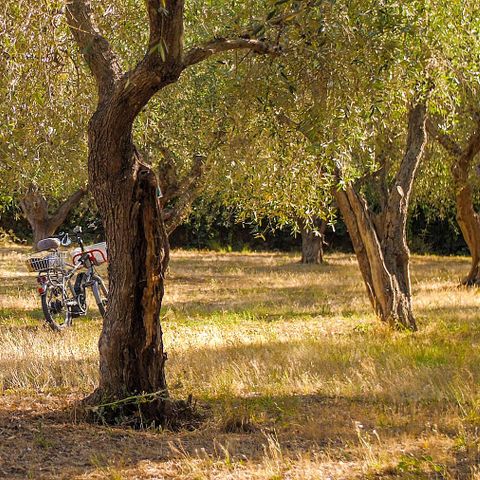 PARCELA - Ubicación Terraza