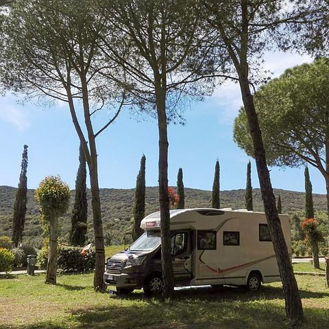 Pitch - Pine forest location