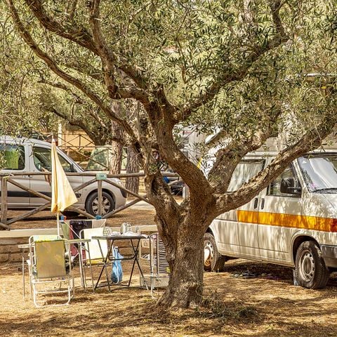 STAANPLAATS - Locatie dennenbos